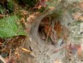 Agelena labyrinthica